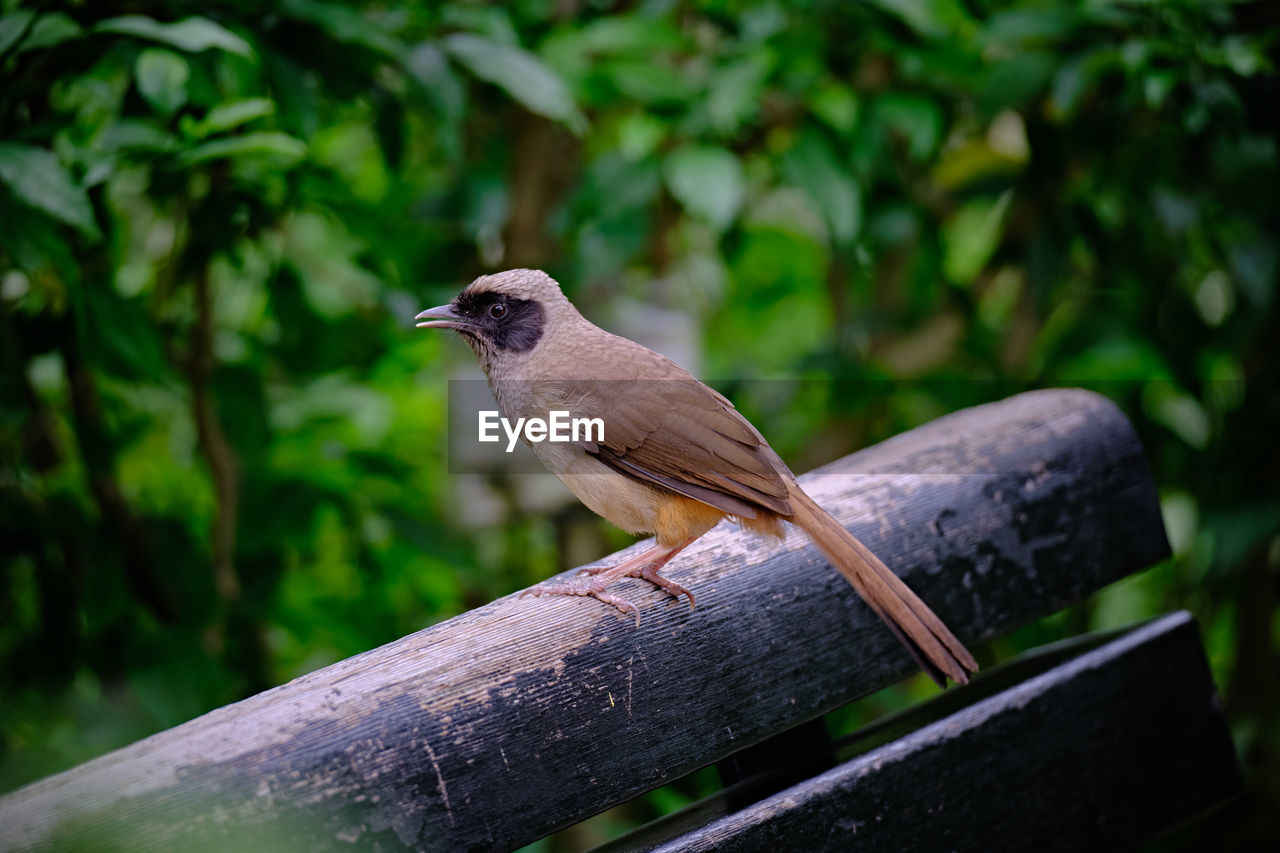 Close-up of the bird masked laughing thrush   perching on wood