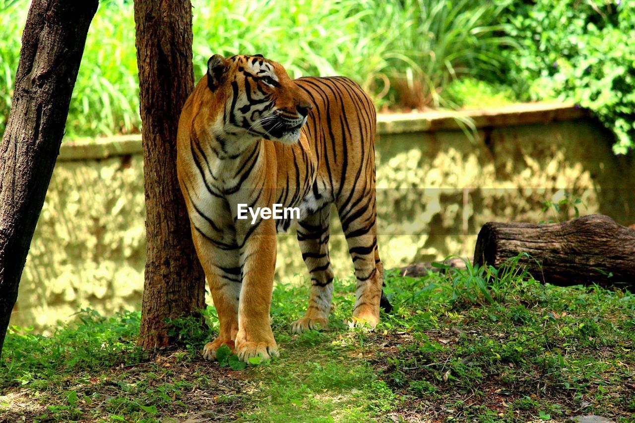 Close-up of tiger in forest