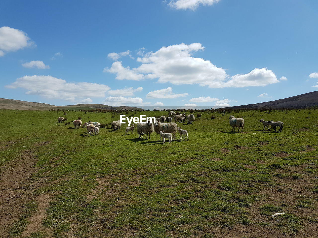 Sheep grazing on grassy field