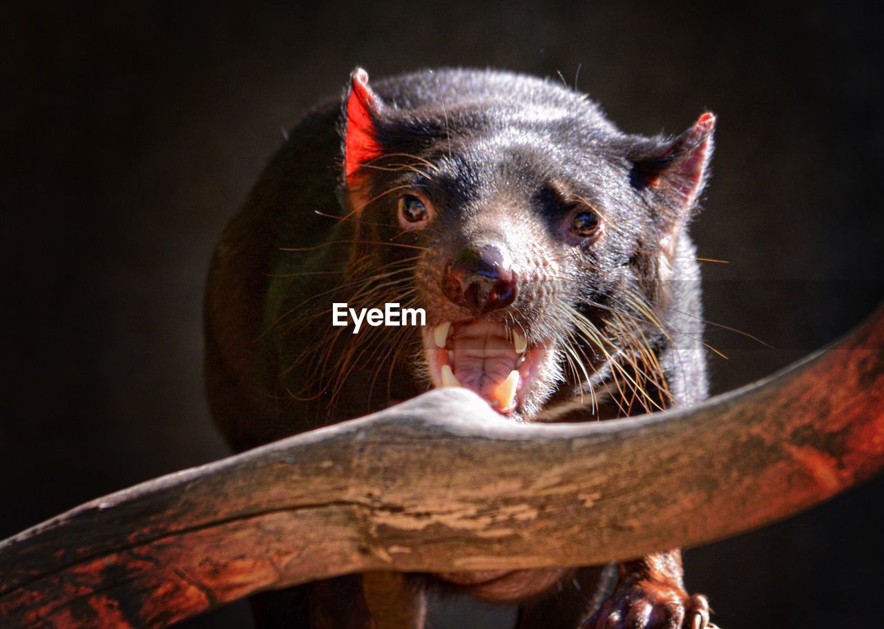 Close-up portrait of tasmanian devil against black background