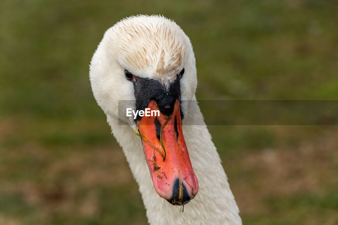 CLOSE-UP OF A WHITE