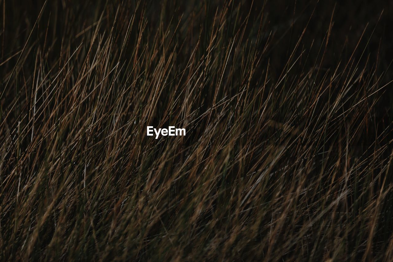 Full frame shot of wheat field