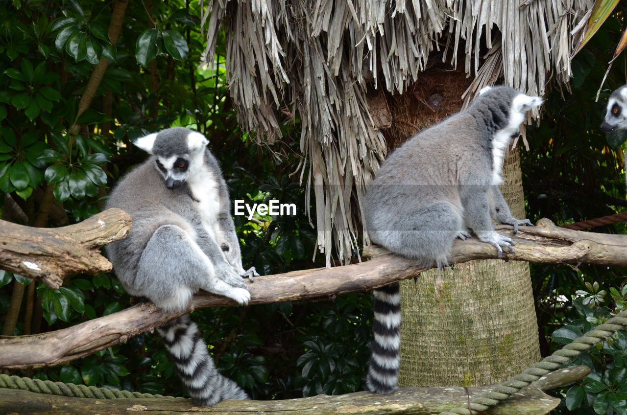 Lemurs sitting on wooden fence at zoo