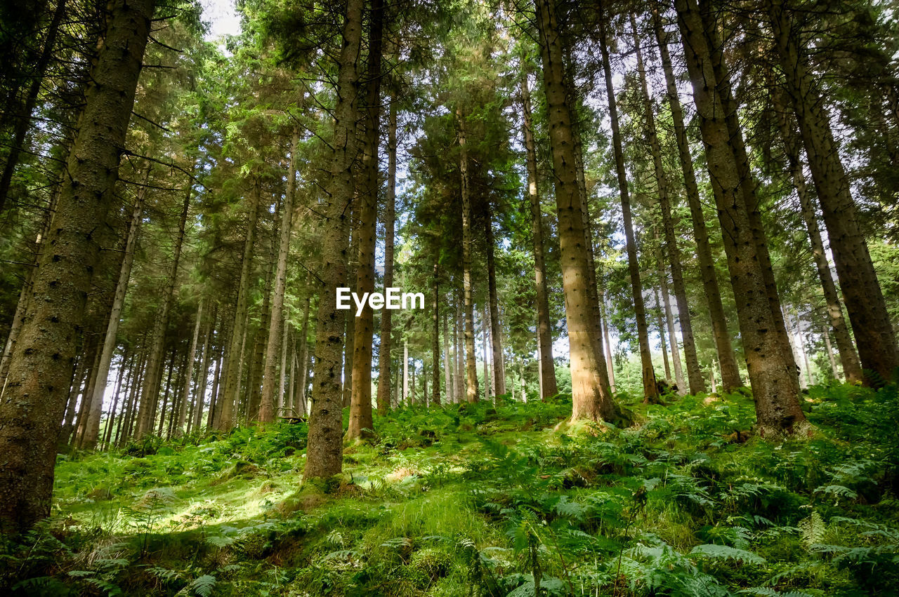 LOW ANGLE VIEW OF TREES GROWING IN FOREST