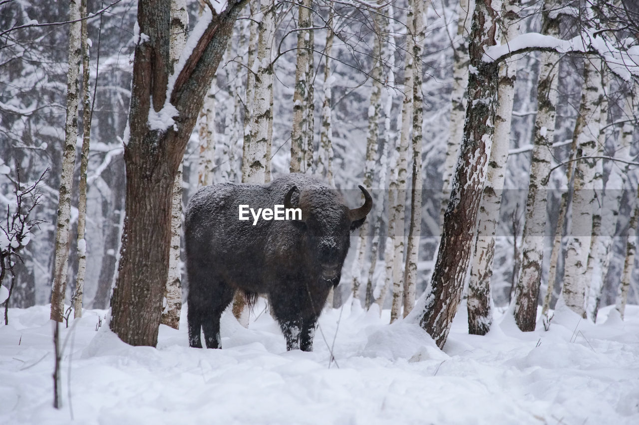 VIEW OF AN ANIMAL ON SNOWY FIELD