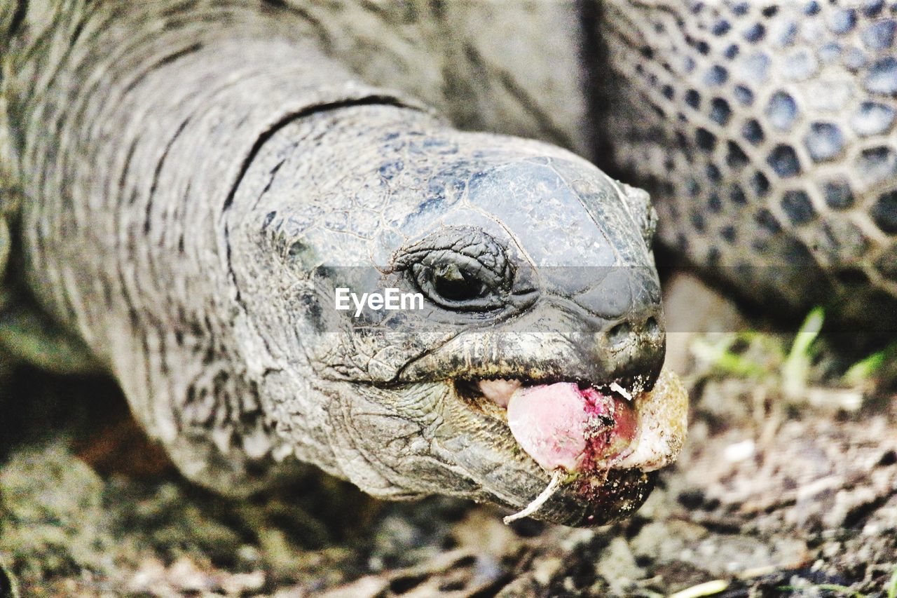 CLOSE-UP PORTRAIT OF LIZARD ON GROUND