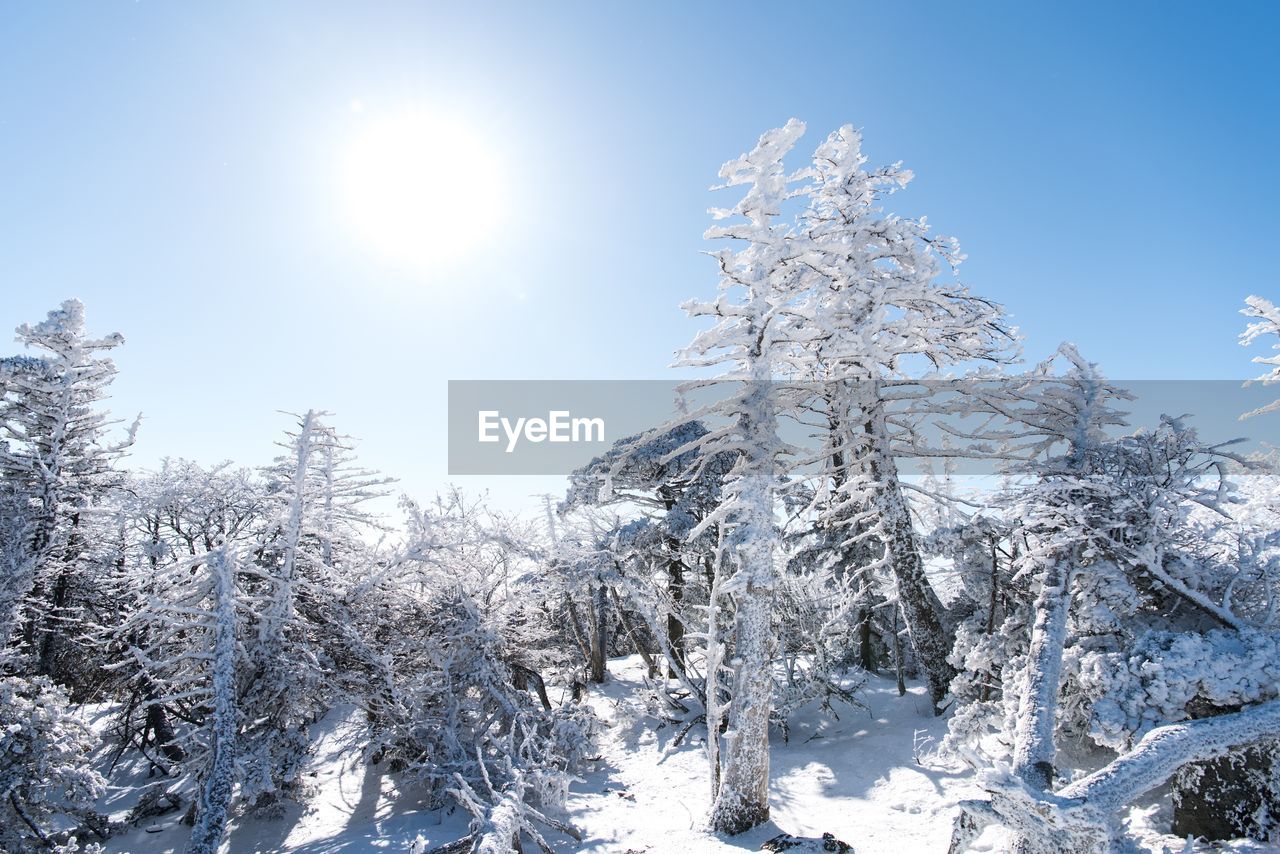 FROZEN TREES AGAINST CLEAR SKY DURING WINTER