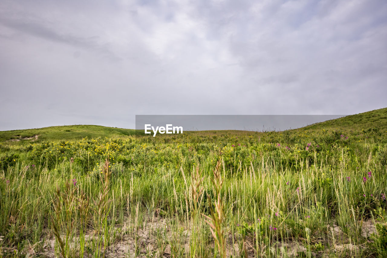 SCENIC VIEW OF GREEN LANDSCAPE AGAINST SKY