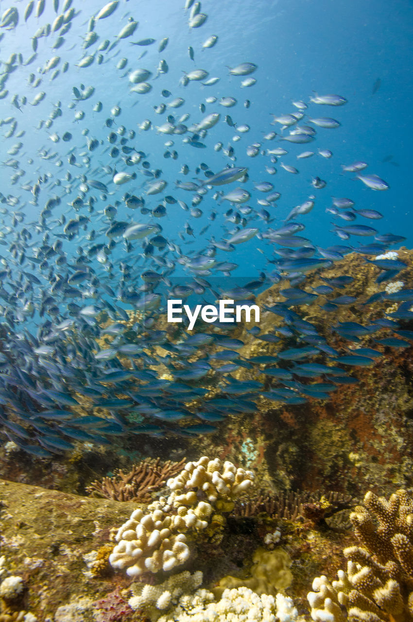 Group of fusilier fish in blue tropical water