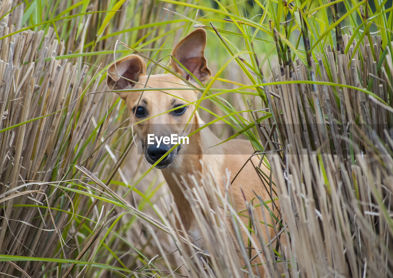 Portrait of greyhound in tall grass