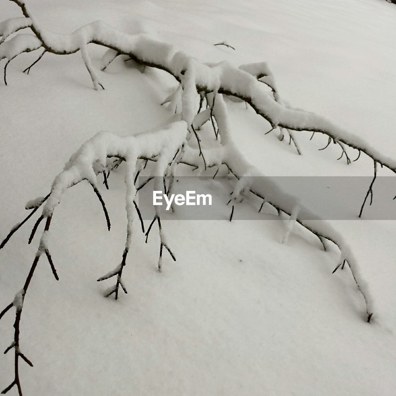 Frozen roots on snowy landscape