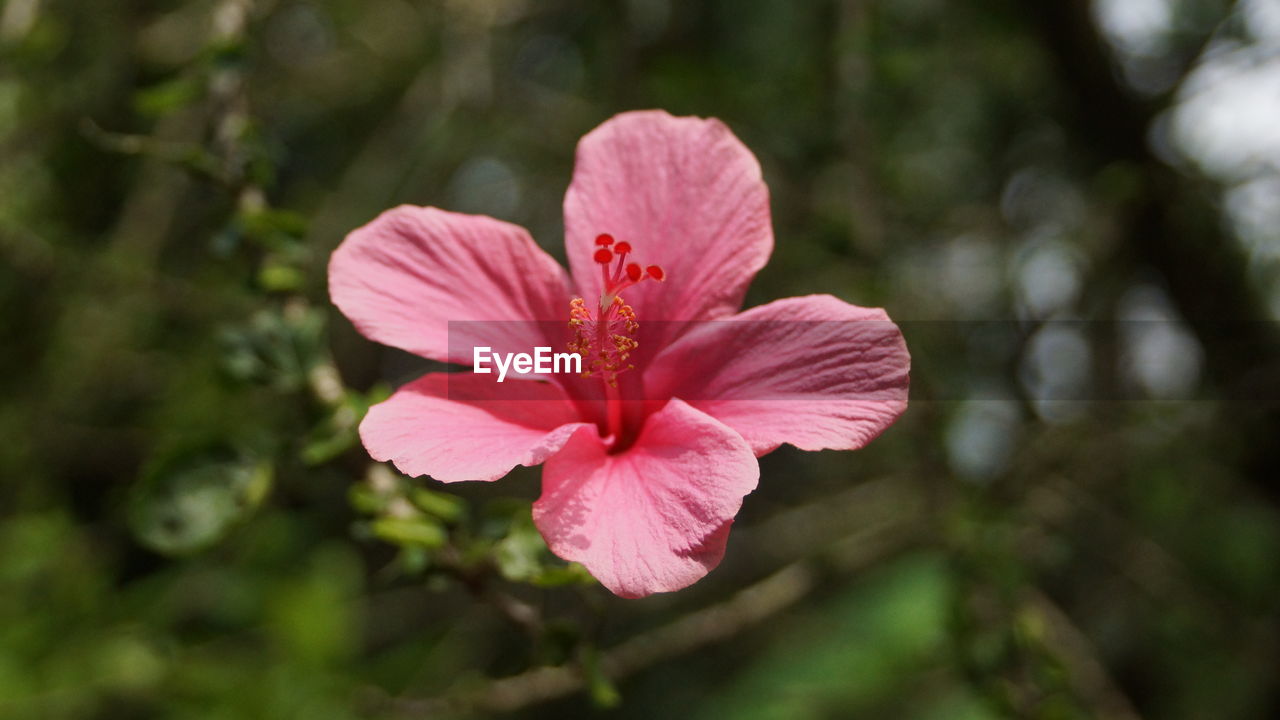 CLOSE-UP OF PINK HIBISCUS OUTDOORS