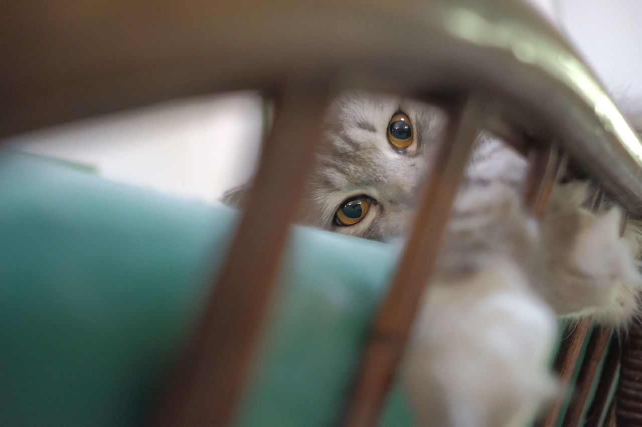 CLOSE-UP PORTRAIT OF CAT IN PEN