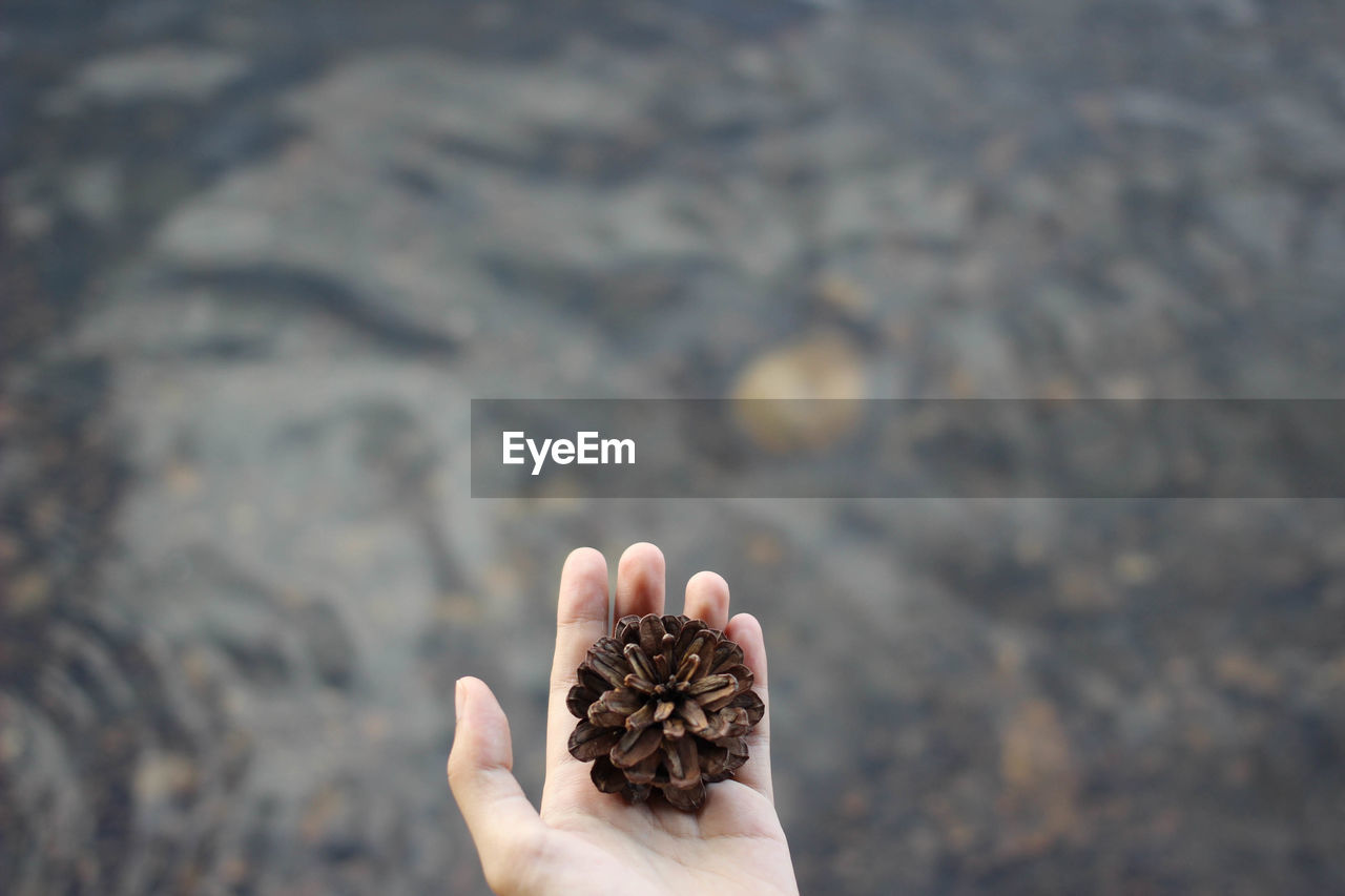 Cropped hand of child holding pinecone