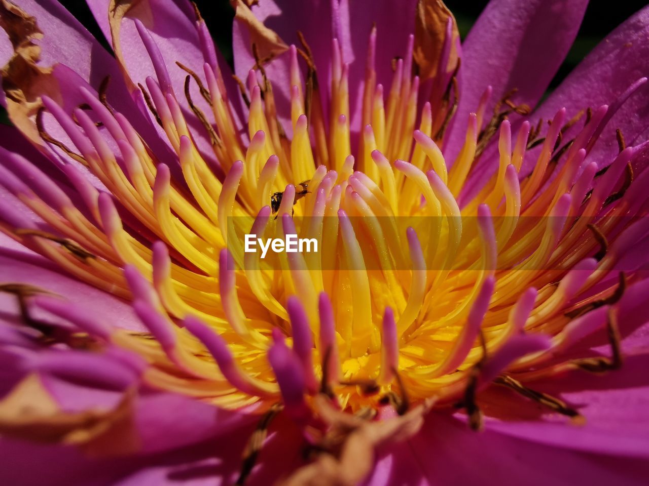 CLOSE-UP OF PURPLE POLLINATING FLOWER