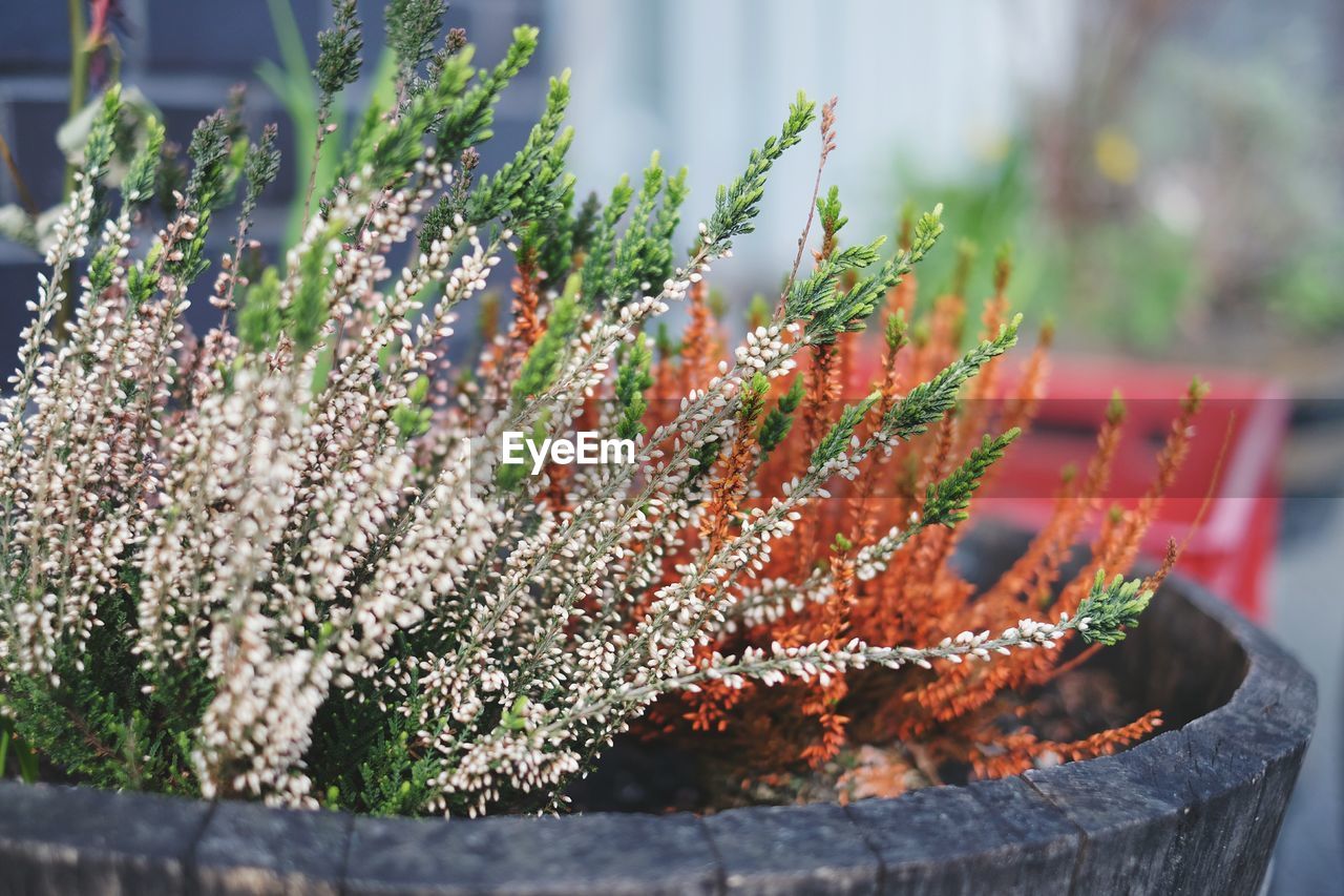 Close-up of potted plant in park