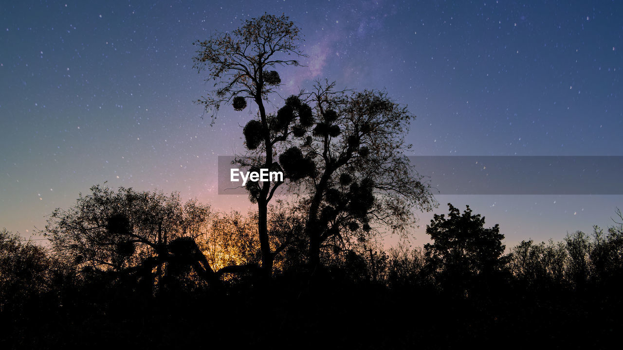 Night silhouettes of trees in the forest against the background of the night starry sky