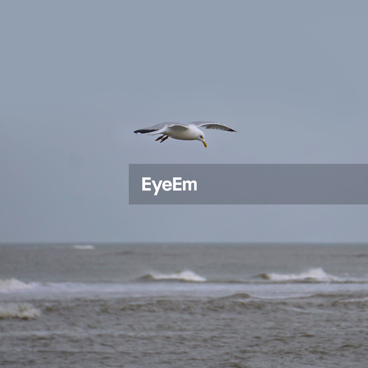 Seagull flying over the sea