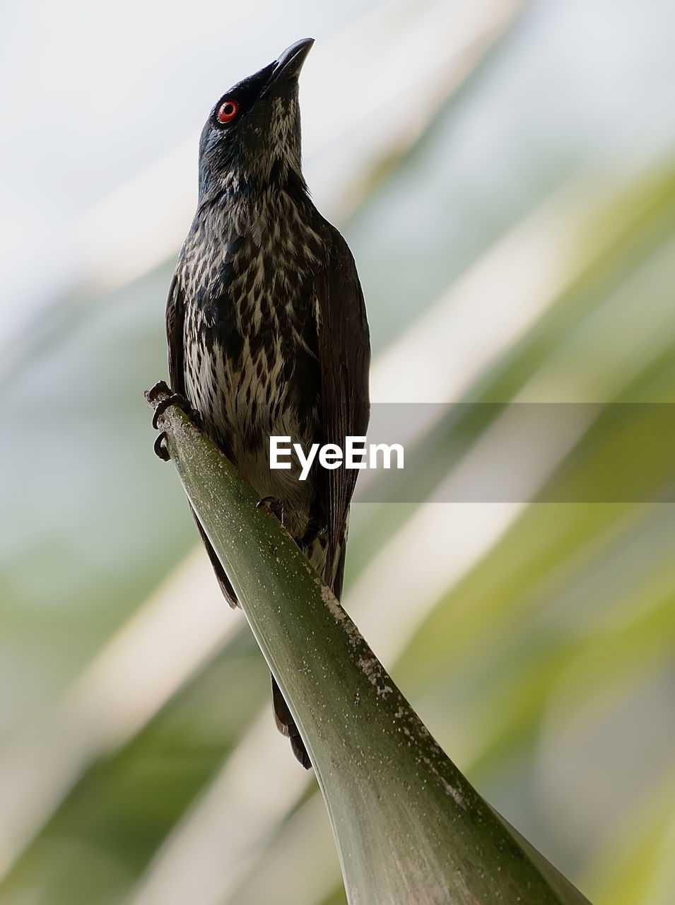 Close-up of bird perching on branch