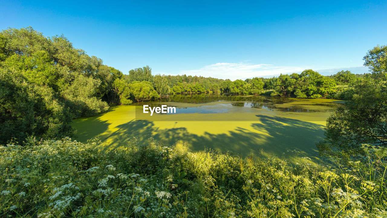 Green pond in greenery in summer