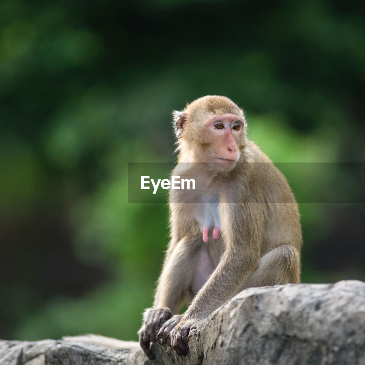 MONKEY LOOKING AWAY ON ROCK