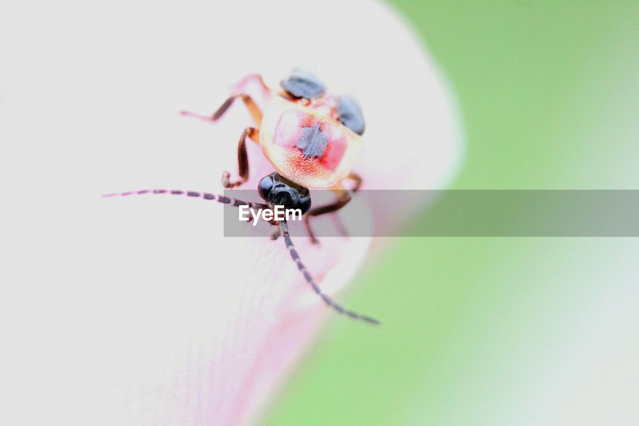 Detail shot of insect on petal