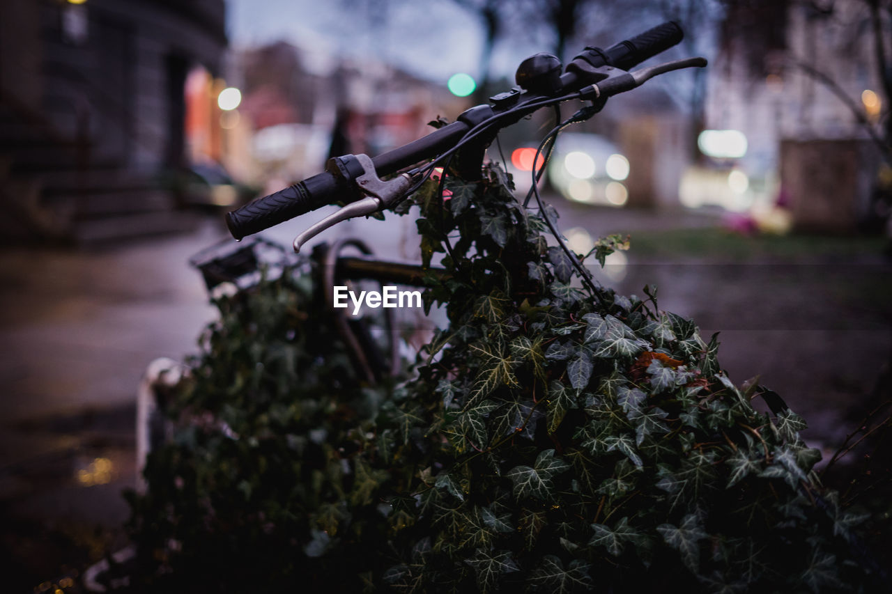 Close-up of ivy on bicycle at night