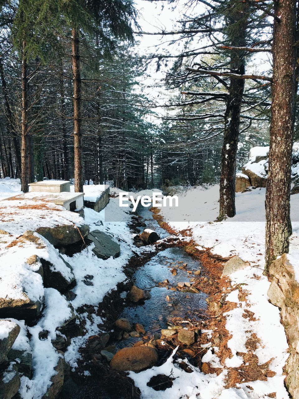 FROZEN TREES IN FOREST