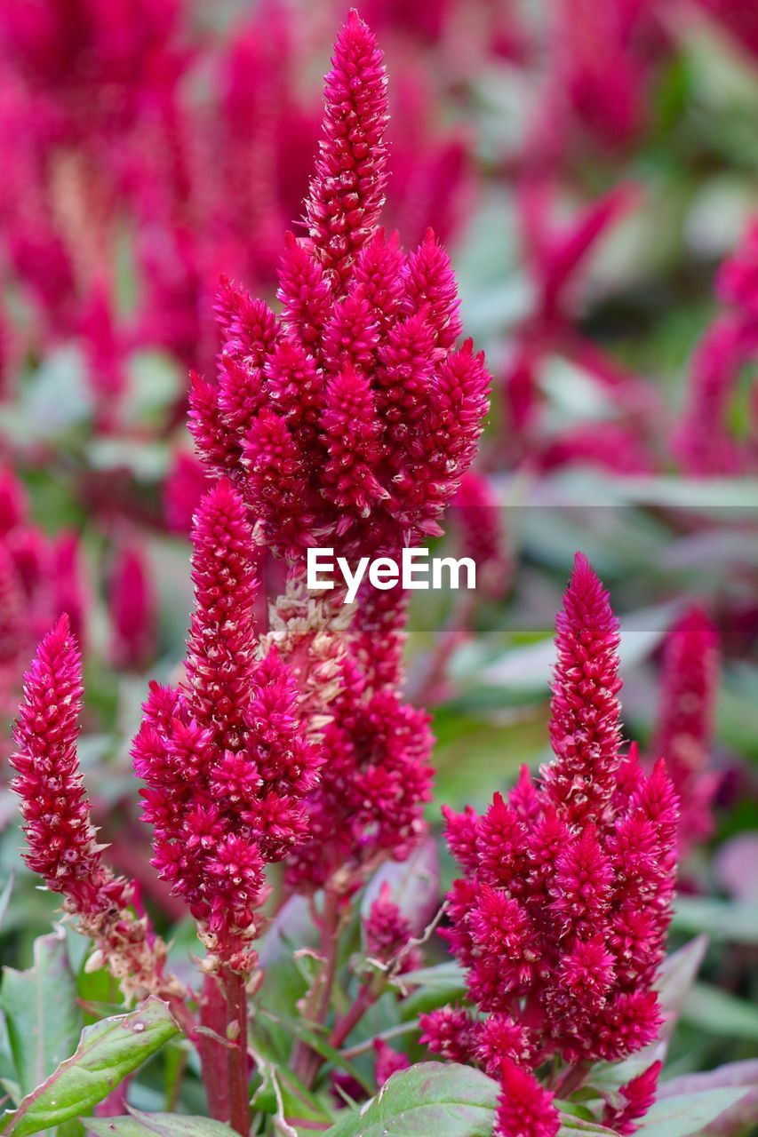 Close-up of pink flowering plants