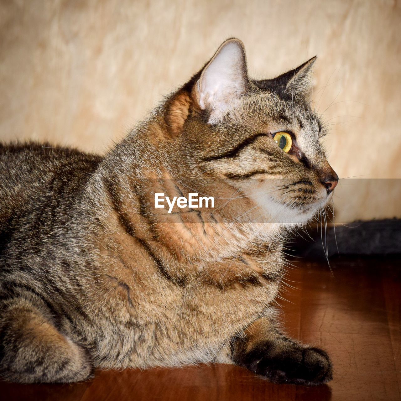 Close-up of cat relaxing on floor