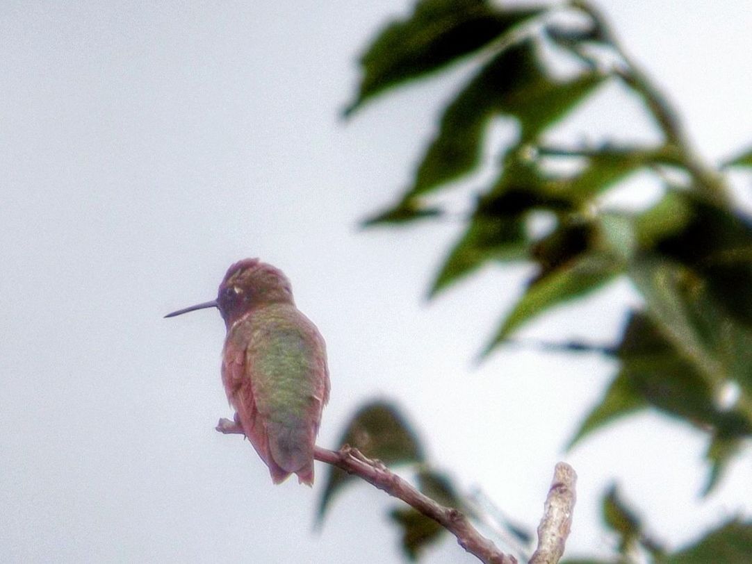 CLOSE-UP OF BIRD PERCHING ON WHITE BACKGROUND