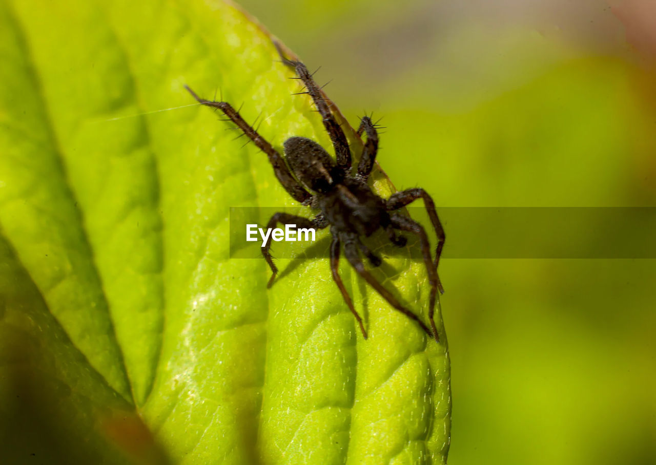 Close-up of spider on leaf