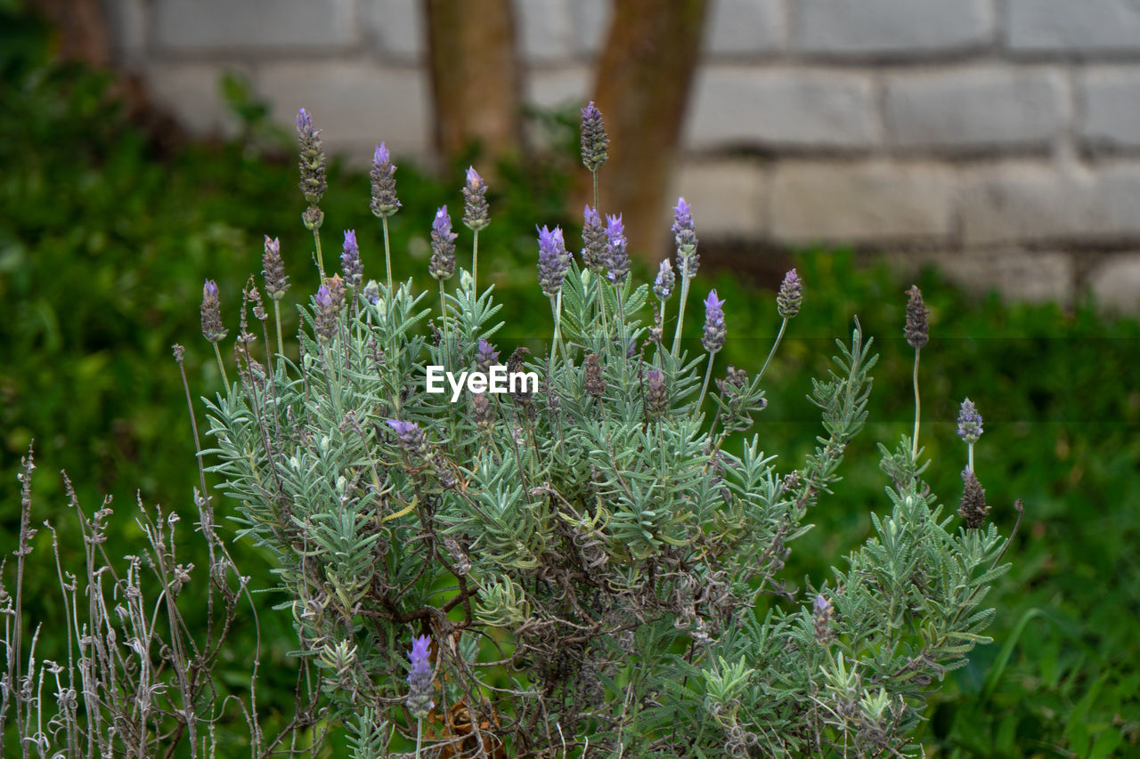 CLOSE-UP OF PURPLE FLOWERING PLANT