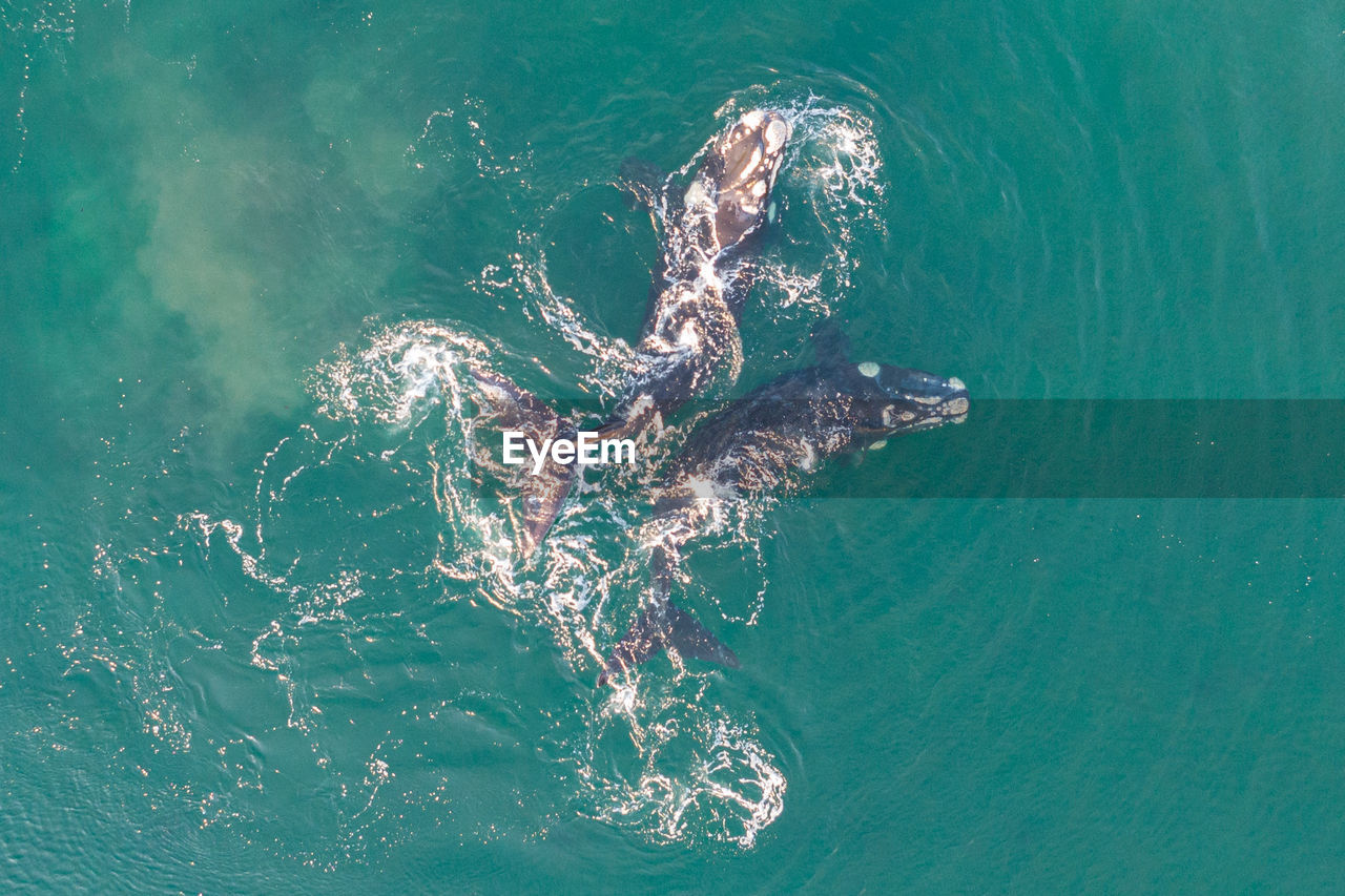 water, sea, marine biology, ocean, nature, animal, no people, marine mammal, animal themes, animal wildlife, swimming, outdoors, wildlife, underwater, high angle view, sea life, day, marine, turquoise colored