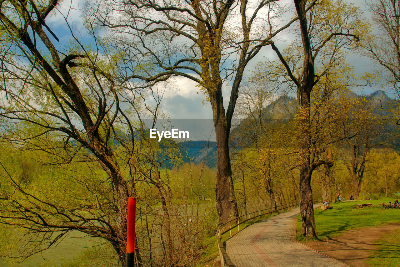 TREES IN FOREST DURING AUTUMN