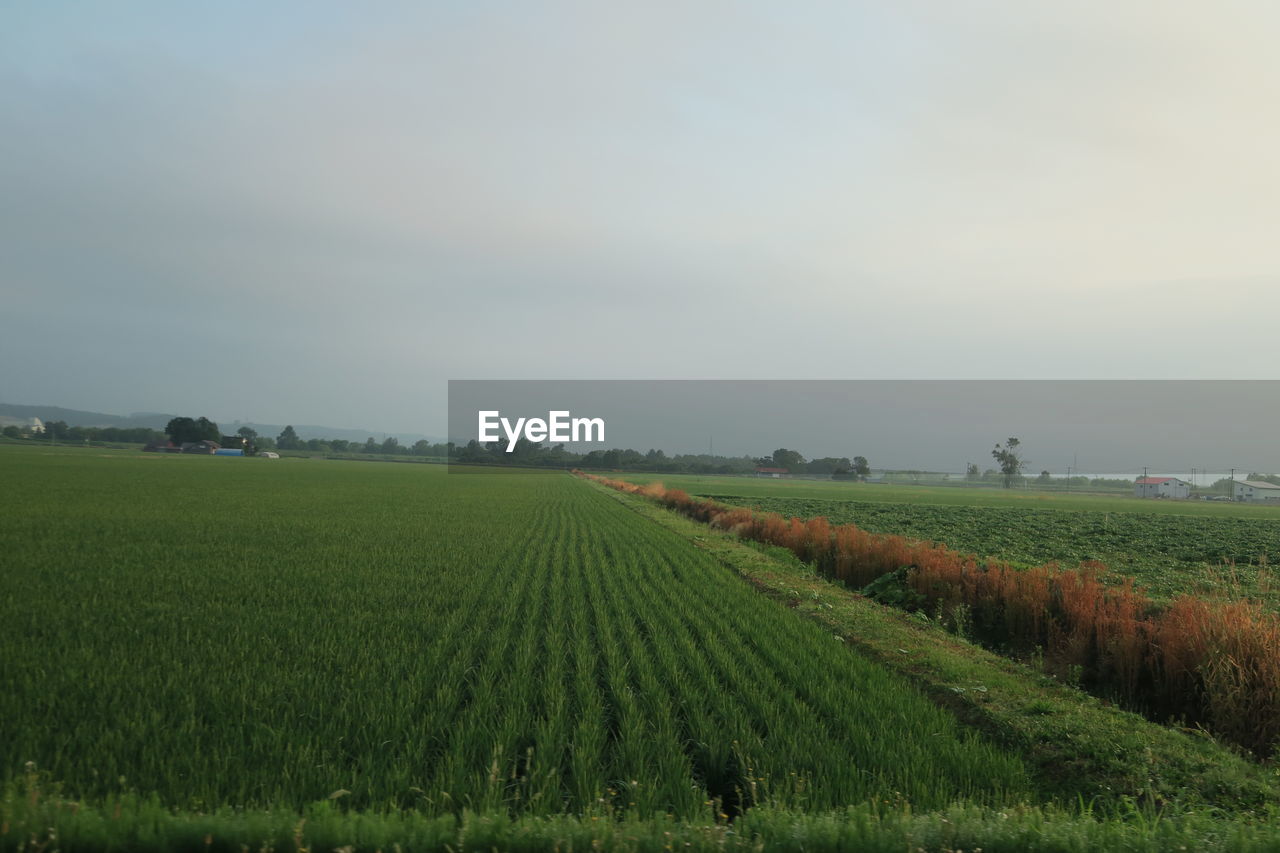 Scenic view of agricultural field against sky