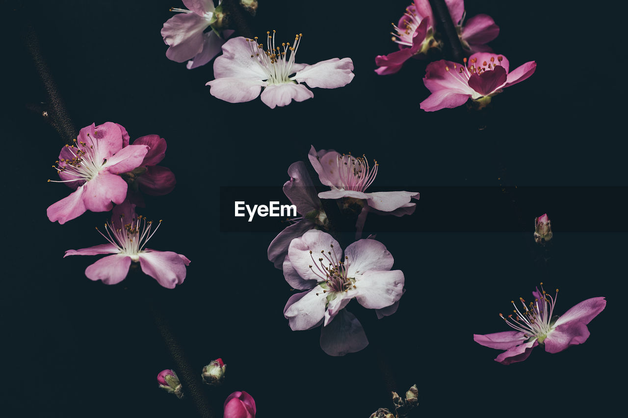 Close-up of cherry flowers