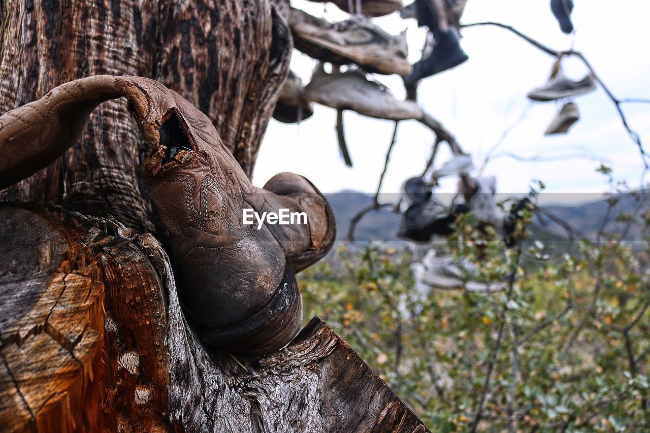 CLOSE-UP OF MAN AGAINST TREE TRUNK