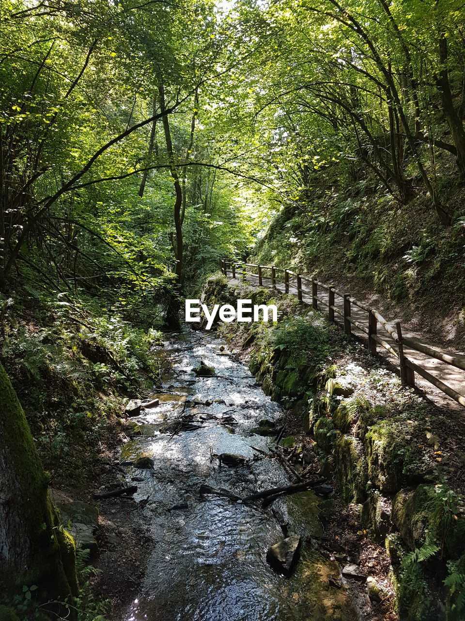 Stream flowing amidst trees in forest