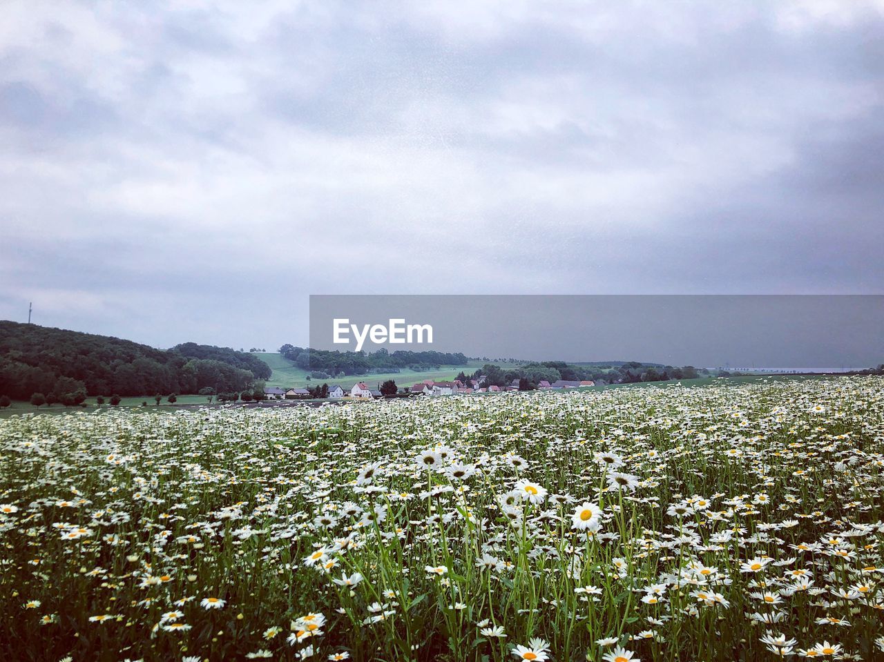 SCENIC VIEW OF GRASSY FIELD AGAINST SKY