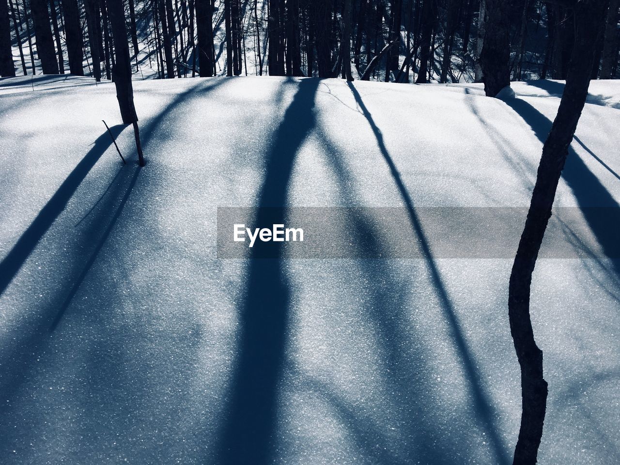 Shadow of tree on snow covered field