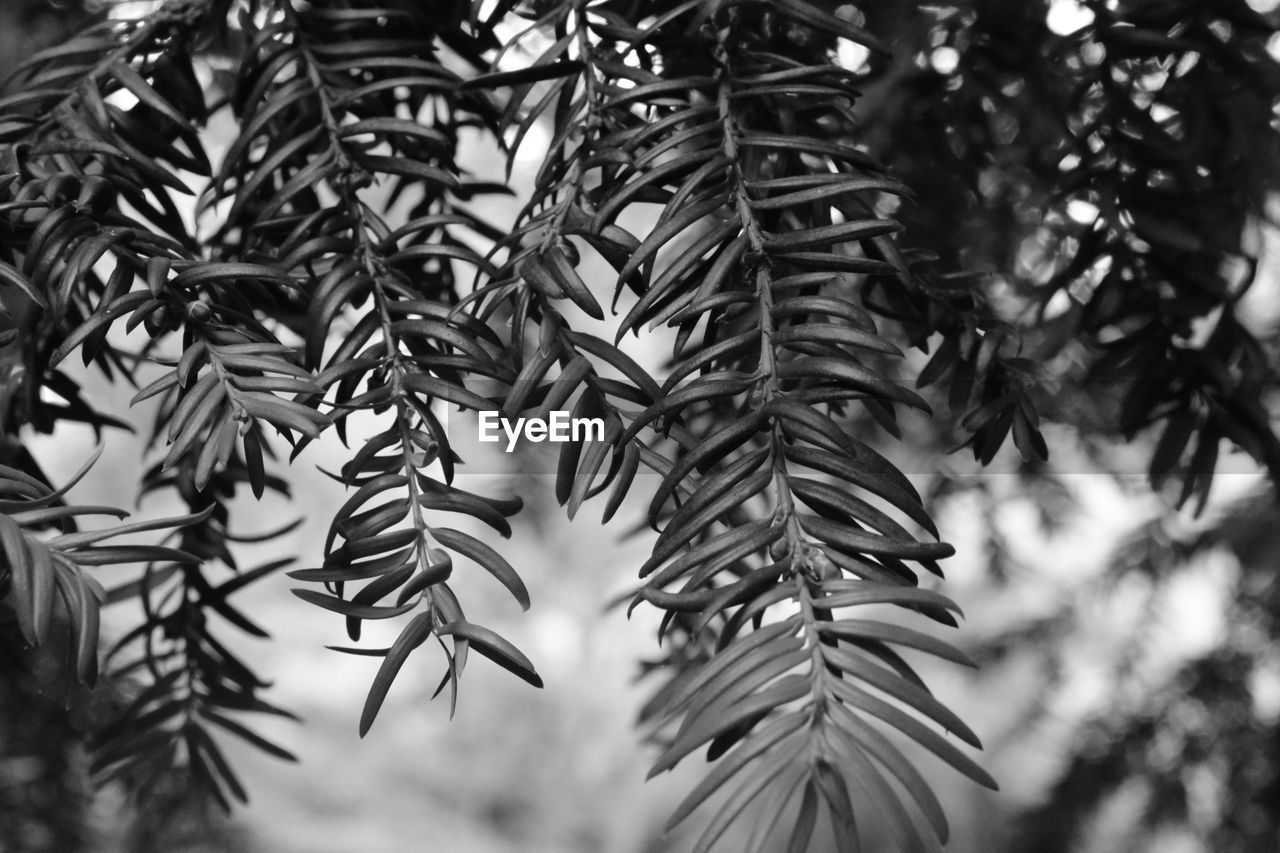 Close-up of pine tree leaves