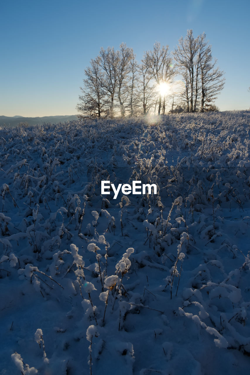 Scenic view of snow covered field against clear sky and sun behind trees