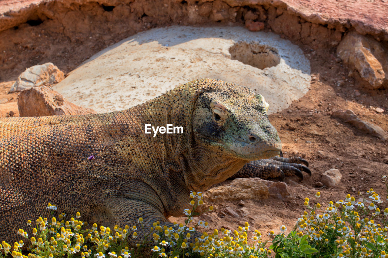 Komodo dragon at the attica zoological park.