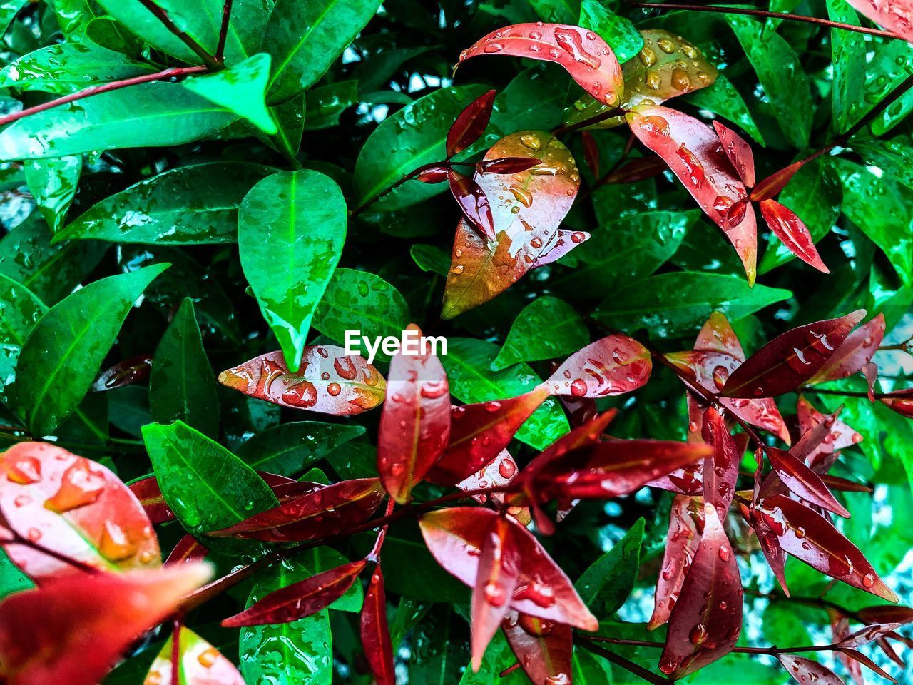 FULL FRAME SHOT OF WET LEAVES DURING AUTUMN