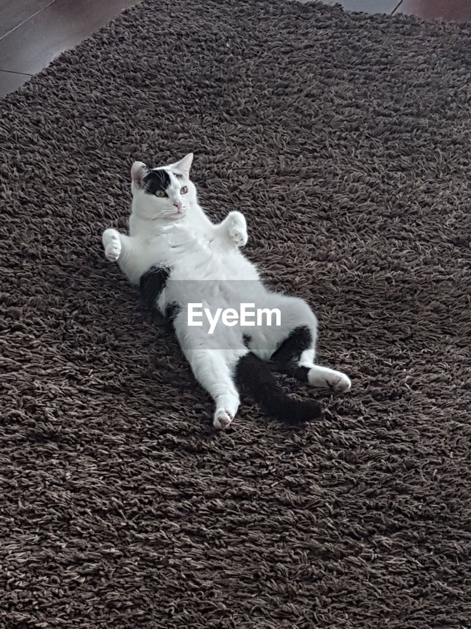 HIGH ANGLE VIEW OF WHITE DOG ON FLOOR