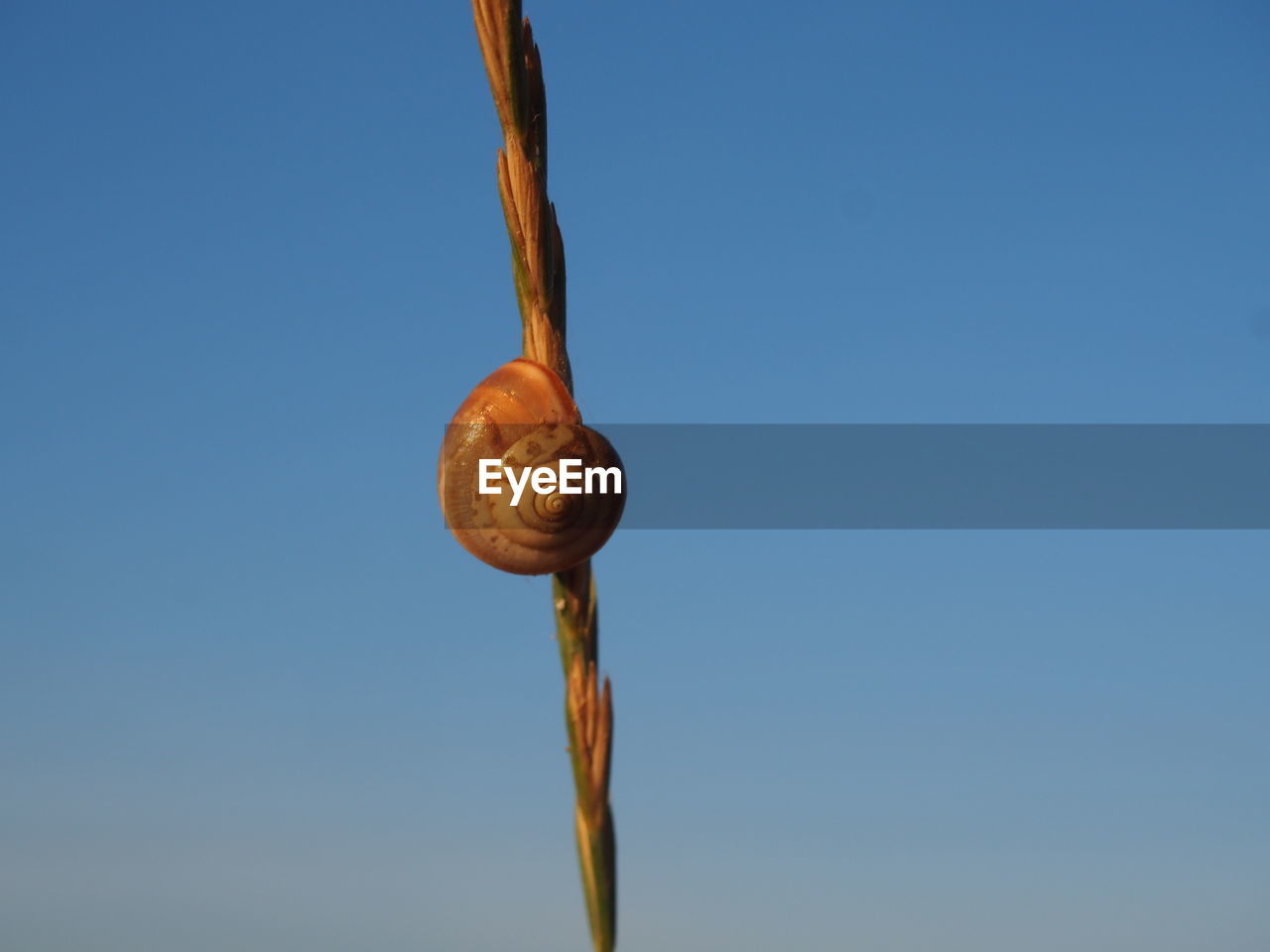 CLOSE-UP OF SNAIL ON BLUE SKY