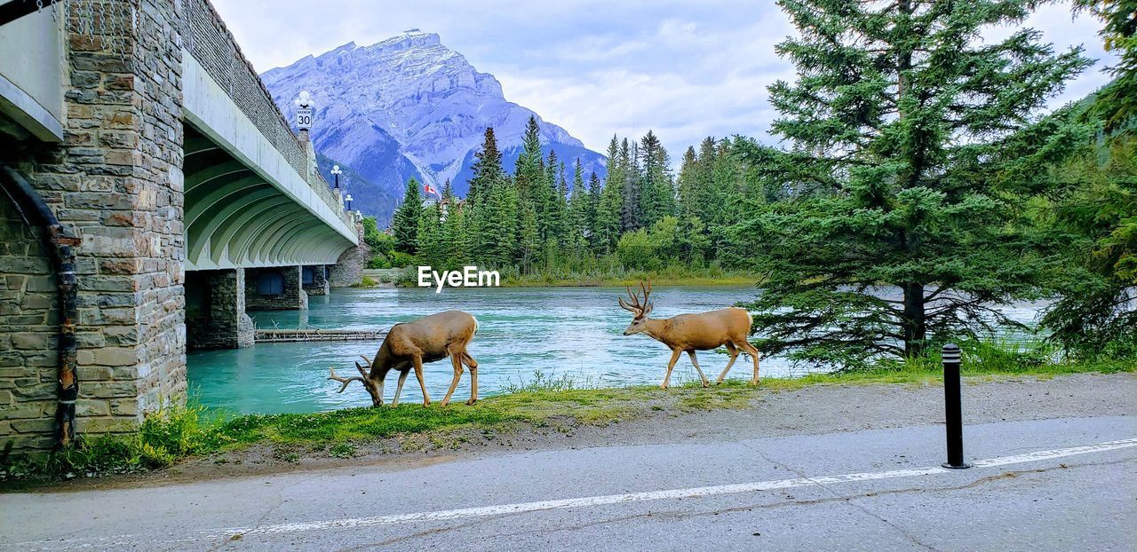 Deers strolling alongside the bow river