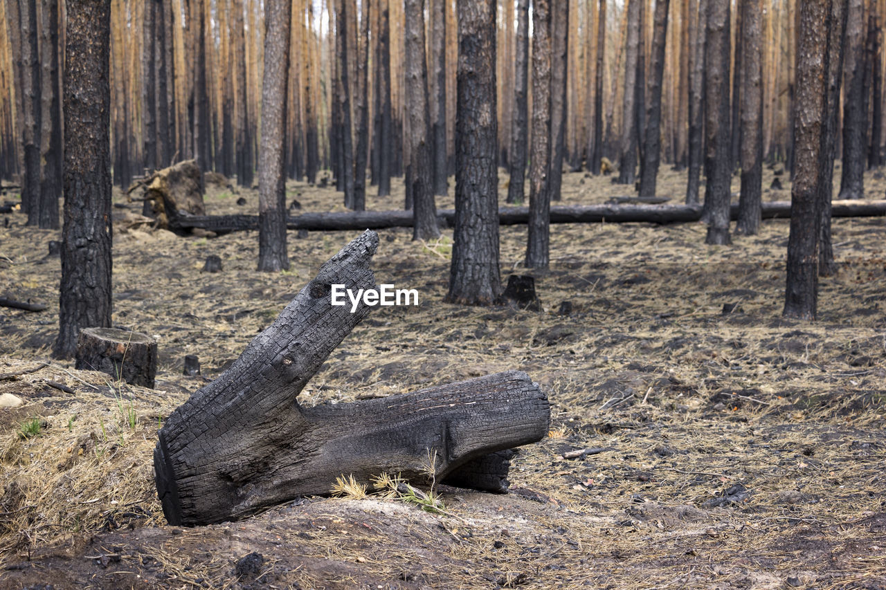 WOODEN LOGS ON FIELD