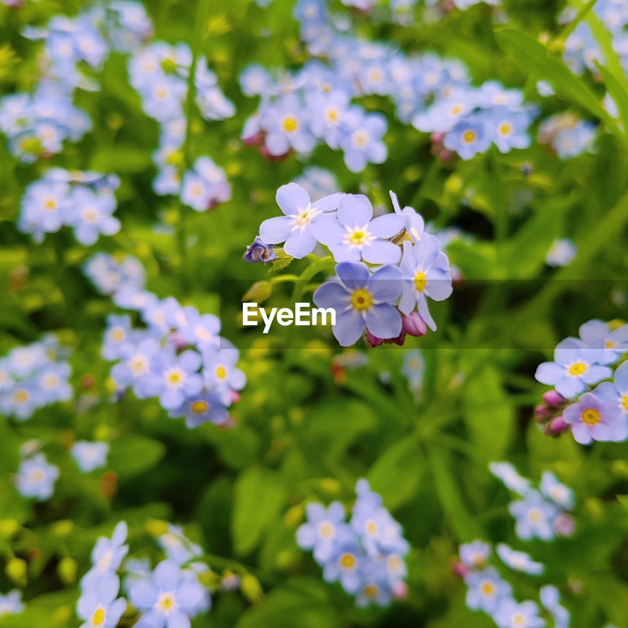 Close-up of flowers blooming in meadow